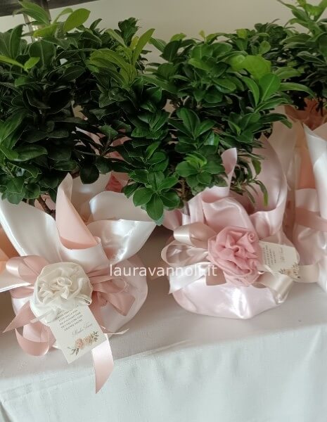 Bonsai bomboniere Bonsai bomboniere