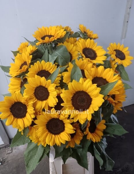 Girasoli gambo lungo per numero di steli Girasoli gambo lungo per numero di steli