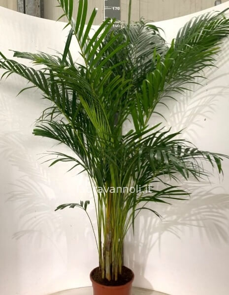 Areca vaso 28 Areca vaso 28