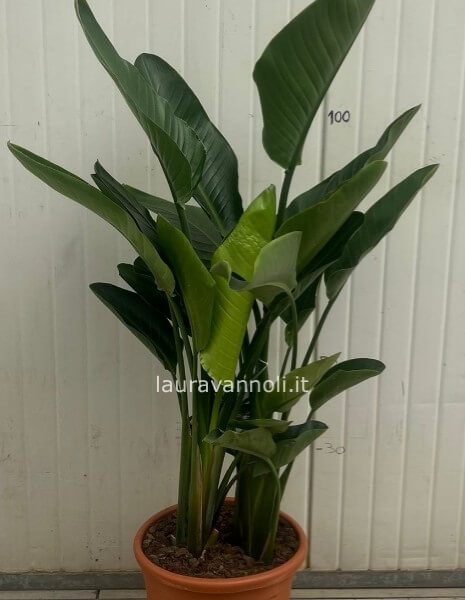 Strelitzia Nicolai Strelitzia Nicolai