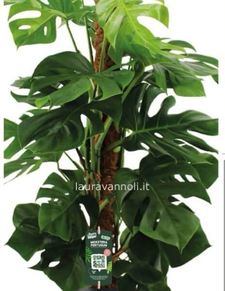 Philodendrum mostera Philodendrum mostera