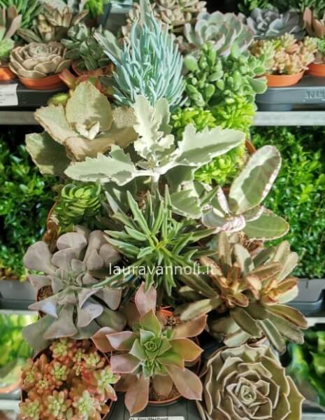 Piante grasse succulente locali Piante grasse succulente locali