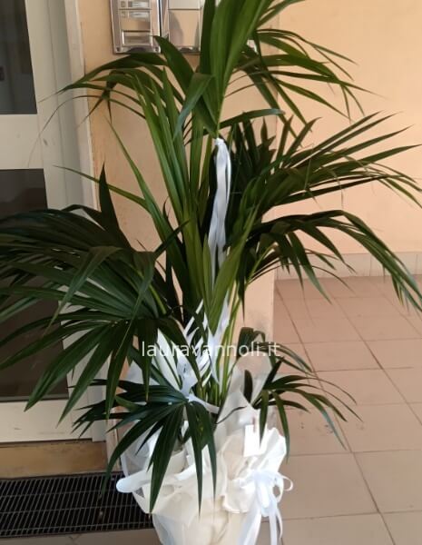 Kentia Kentia